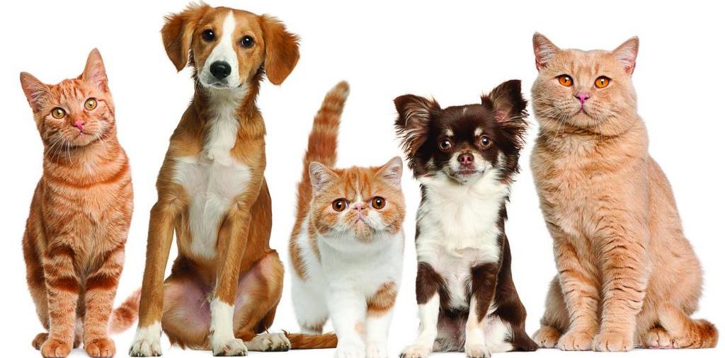 Доска объявлений о животных | ЗооТом - продажа, вязка и услуги для животных в Бутурлиновке