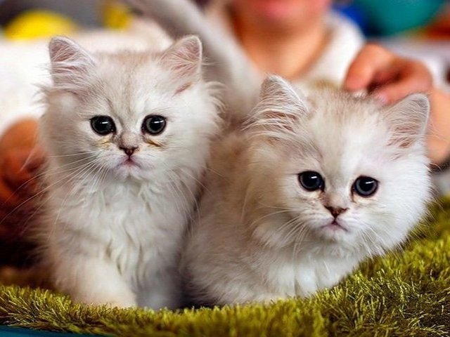 Породы кошек в Бутурлиновке | ЗооТом портал о животных