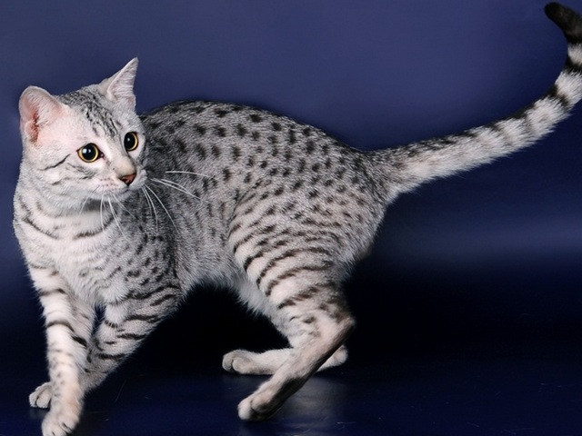 Породы кошек в Бутурлиновке | ЗооТом портал о животных