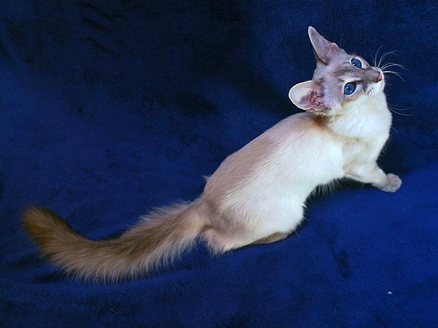 Выведенные породы кошек в Бутурлиновке | ЗооТом портал о животных