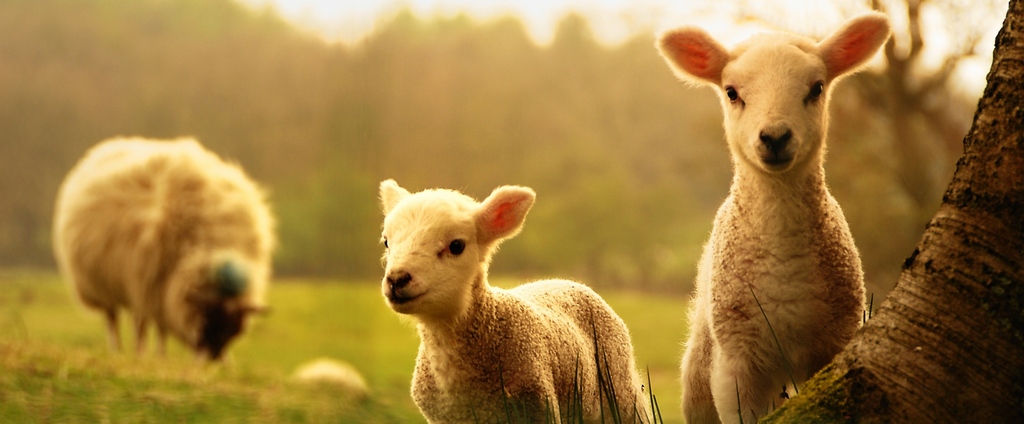 Объявления о сельскохозяйственных животных | ЗооТом - продажа, вязка и услуги для животных в Бутурлиновке