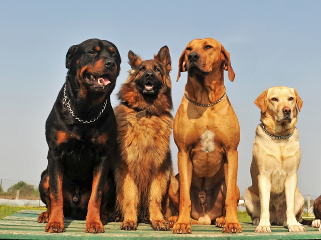 Крупные породы собак в Бутурлиновке | ЗооТом портал о животных