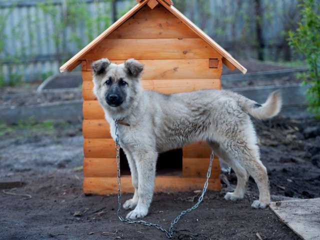 Все о собаках в Бутурлиновке